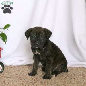 Della, Cane Corso Puppy