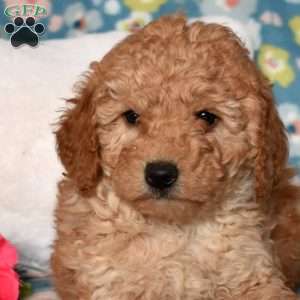 Della, Mini Goldendoodle Puppy