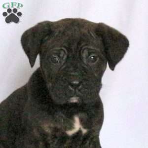 Della, Cane Corso Puppy