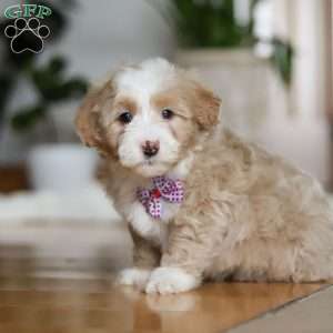 Delta, Sheepadoodle Puppy