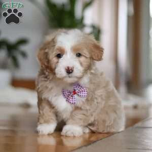 Delta, Sheepadoodle Puppy