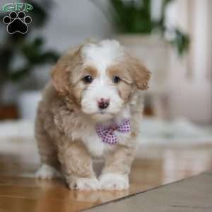 Delta, Sheepadoodle Puppy