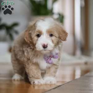 Delta, Sheepadoodle Puppy