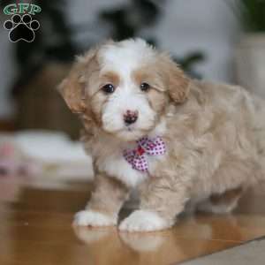 Delta, Sheepadoodle Puppy
