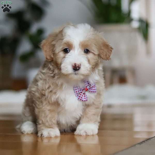 Delta, Sheepadoodle Puppy
