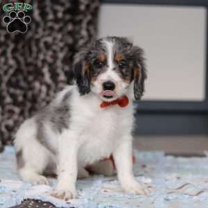 Denver, Mini Bernedoodle Puppy