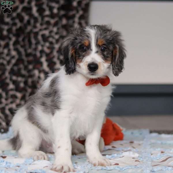 Denver, Mini Bernedoodle Puppy
