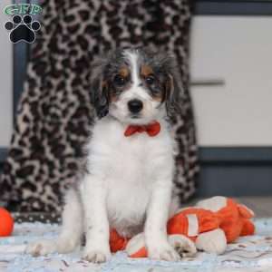 Denver, Mini Bernedoodle Puppy