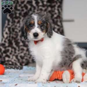 Denver, Mini Bernedoodle Puppy