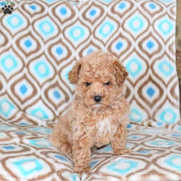Denver, Toy Poodle Puppy