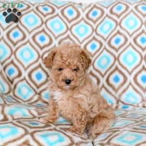 Denver, Toy Poodle Puppy