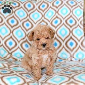 Denver, Toy Poodle Puppy