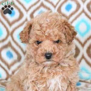 Denver, Toy Poodle Puppy