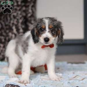 Denver, Mini Bernedoodle Puppy