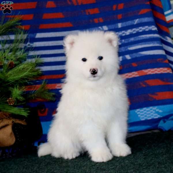 Derek, Samoyed Puppy