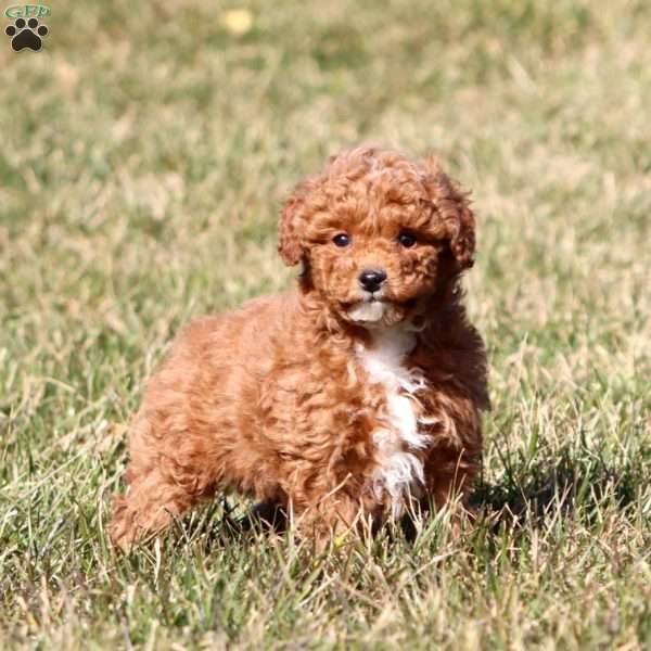 Derek, Miniature Poodle Puppy