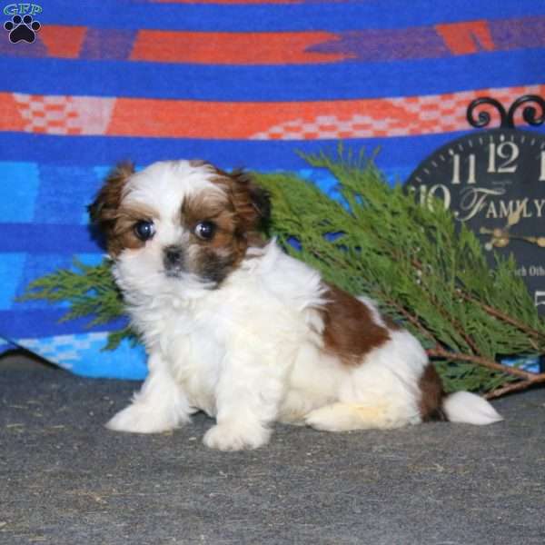 Derek, Shih Tzu Puppy