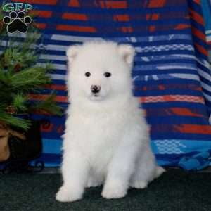 Derek, Samoyed Puppy