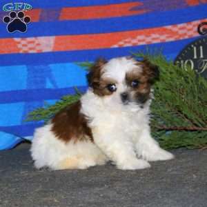 Derek, Shih Tzu Puppy