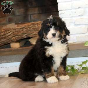 Derek, Mini Bernedoodle Puppy
