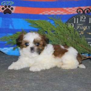 Derek, Shih Tzu Puppy