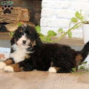 Derek, Mini Bernedoodle Puppy