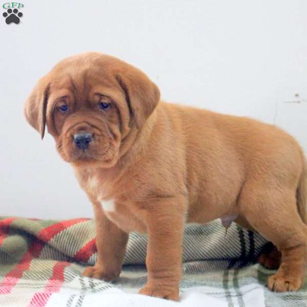 Desmond, Fox Red Labrador Retriever Puppy