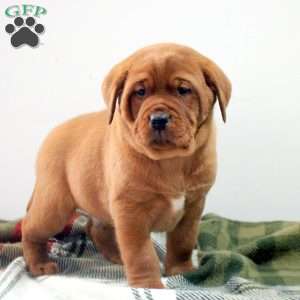 Desmond, Fox Red Labrador Retriever Puppy