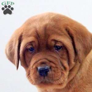 Desmond, Fox Red Labrador Retriever Puppy