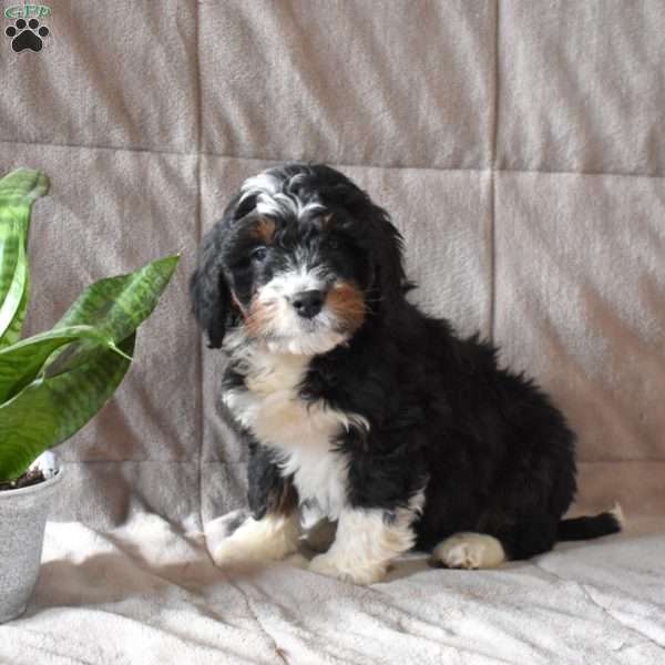 Destiny, Mini Bernedoodle Puppy