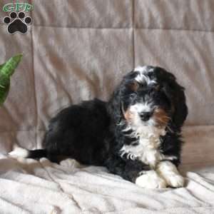 Destiny, Mini Bernedoodle Puppy