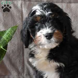 Destiny, Mini Bernedoodle Puppy