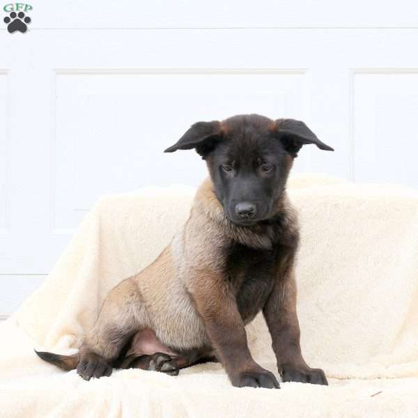 Devan, Belgian Malinois Puppy