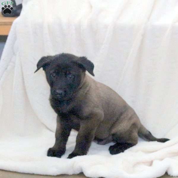 Devan, Belgian Malinois Puppy