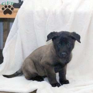 Devan, Belgian Malinois Puppy
