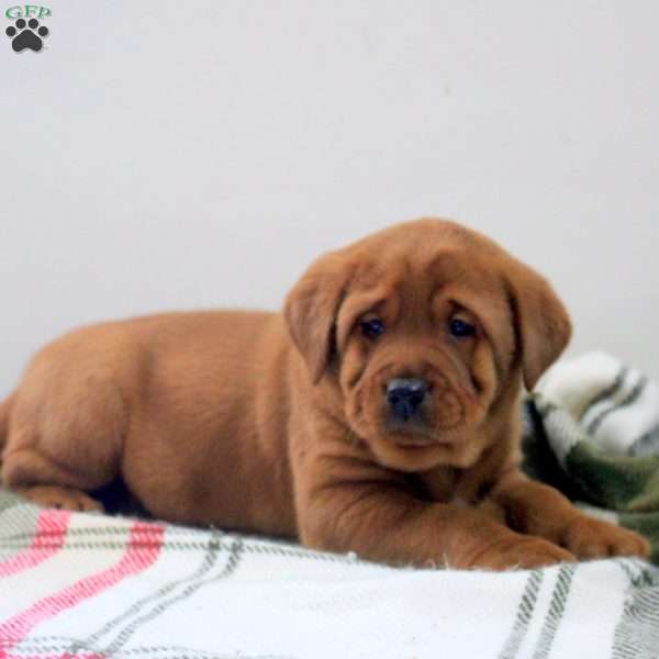 Dexter, Fox Red Labrador Retriever Puppy