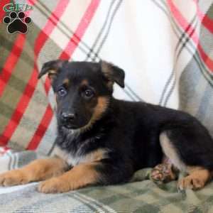 Dexter, German Shepherd Puppy