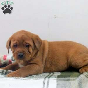 Dexter, Fox Red Labrador Retriever Puppy