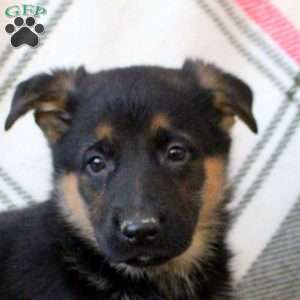 Dexter, German Shepherd Puppy