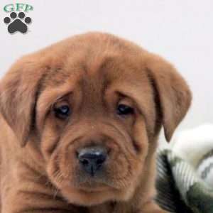 Dexter, Fox Red Labrador Retriever Puppy