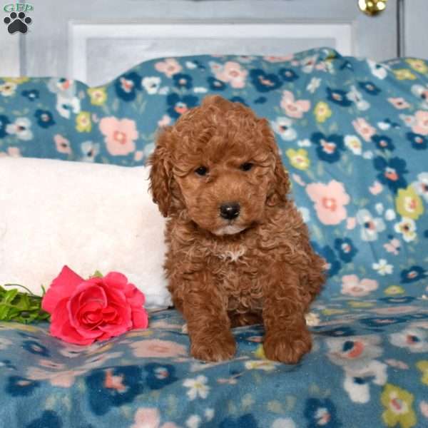 Diamond, Mini Goldendoodle Puppy
