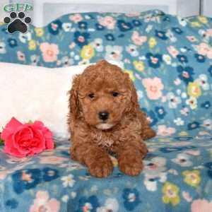 Diamond, Mini Goldendoodle Puppy