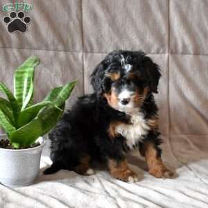 Diamond, Mini Bernedoodle Puppy