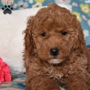 Diamond, Mini Goldendoodle Puppy