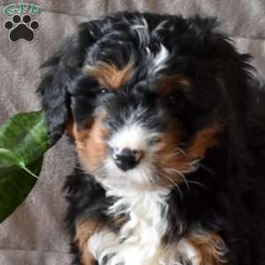 Diamond, Mini Bernedoodle Puppy