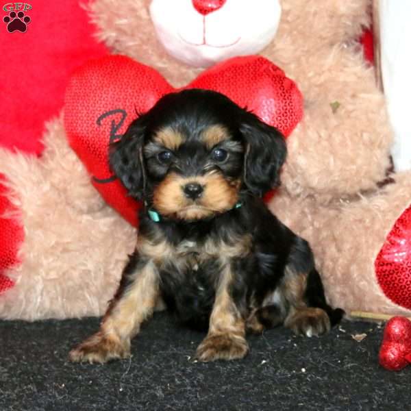 Diamond, Cavapoo Puppy