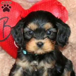 Diamond, Cavapoo Puppy