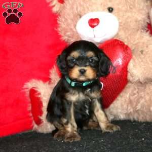 Diamond, Cavapoo Puppy