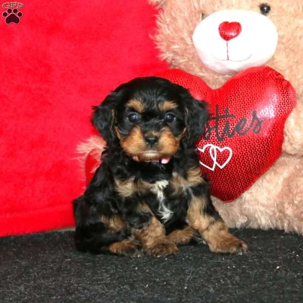 Dianne, Cavapoo Puppy