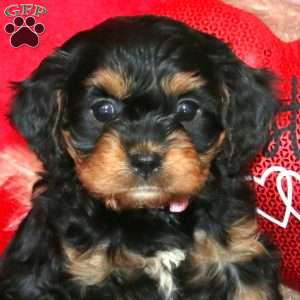 Dianne, Cavapoo Puppy